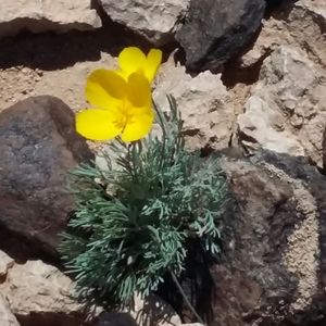 Picture of a yellow desert flower in a frame